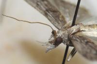 Epischnia asteris