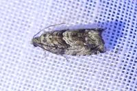 Cydia fagiglandana
