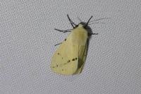 Spilarctia lutea