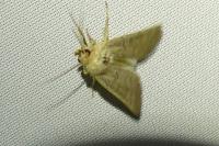 Hoplodrina ambigua