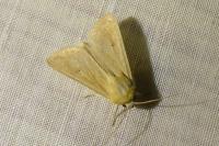 Mythimna vitellina