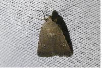 Caradrina flavirena
