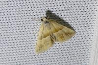 Eublemma parva