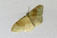 Idaea degeneraria