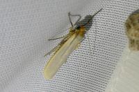 Eilema caniola