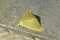 Rhodometra sacraria