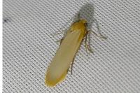 Katha depressa