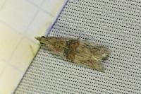 Nephopterix angustella