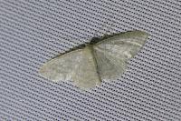 Idaea subsericeata