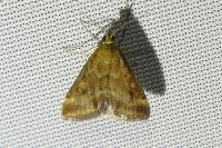 Pyrausta despicata