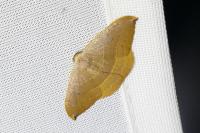 Watsonalla uncinula