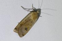 Noctua pronuba