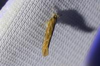 Pyroderces argyrogrammos