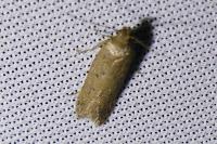 Bryotropha desertella/politella/terrella