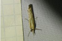 Agriphila inquinatella