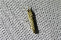 Agriphila inquinatella