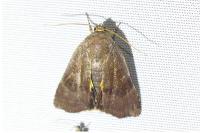 Noctua janthe/janthina