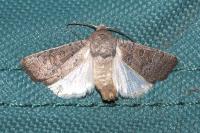 Hoplodrina ambigua