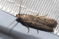Phycitodes