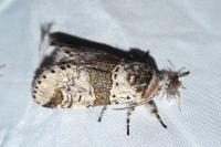 Furcula furcula