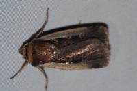 Ochropleura plecta
