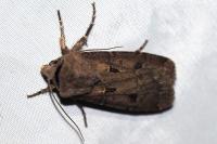 Agrotis exclamationis