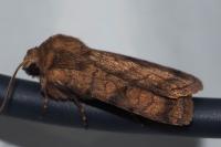 Xestia sexstrigata