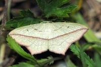 Timandra comae