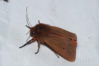 Phragmatobia fuliginosa