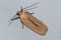 Agonopterix pallorella