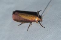Oncocera semirubella