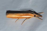 Agriphila tristella