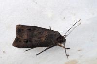 Agrotis ipsilon