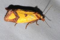 Agapeta zoegana