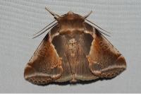 Habrosyne pyritoides