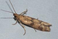 Homoeosoma sinuella