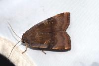 Noctua janthe