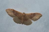 Idaea degeneraria