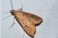 Udea ferrugalis