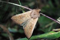 Mythimna albipuncta