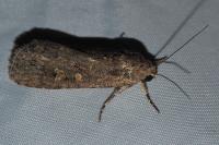 Spodoptera exigua