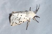 Spilosoma lubricipeda