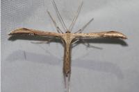 Emmelina argoteles/monodactyla