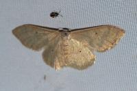 Idaea straminata