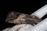 Cydia splendana