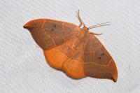 Watsonalla binaria