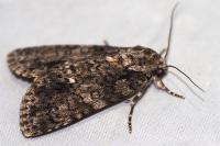 Acronicta rumicis