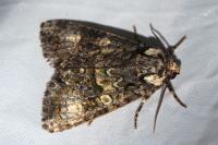 Craniophora ligustri