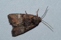 Mesoligia furuncula