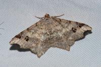 Macaria alternata